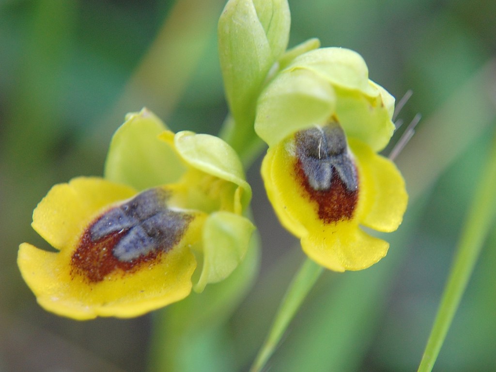 Ophrys sicula o lutea?